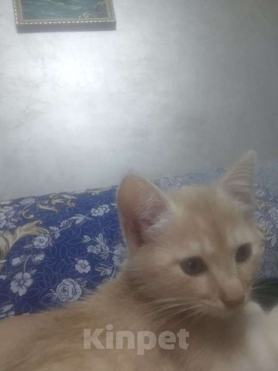 Кошки в Севастополе: Ищу заботливого хозяина котику Мальчик, Бесплатно - фото 5