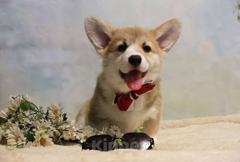 Собаки в Москве: Щенки вельш корги пемброк Мальчик, 50 000 руб. - фото 2