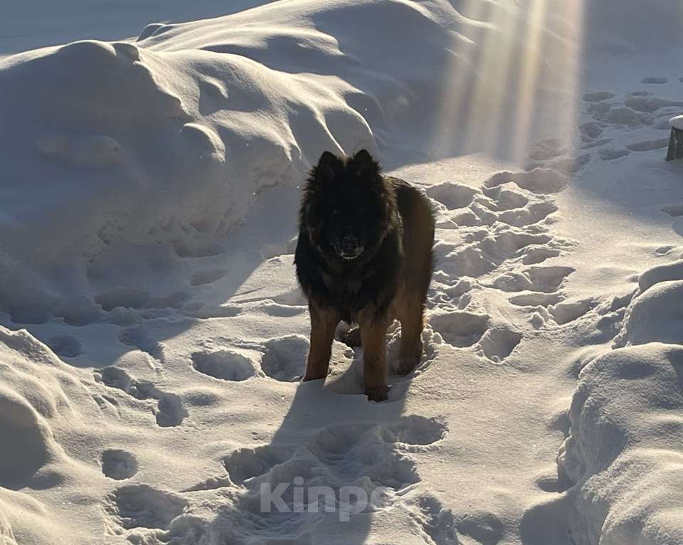 Собаки в Трехгорном: Продам Немецкую овчарку подростка Мальчик, 20 000 руб. - фото 3