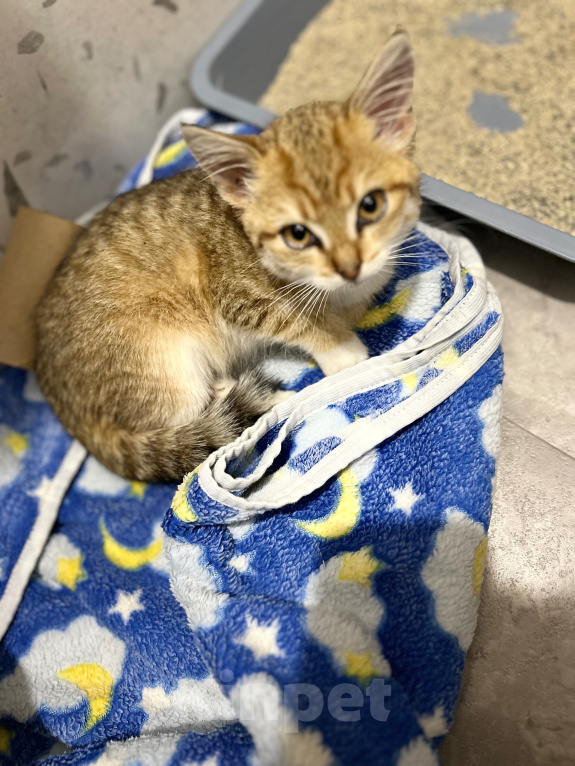 Кошки в Каменске-Уральском: Котенок бесплатно Девочка, Бесплатно - фото 4