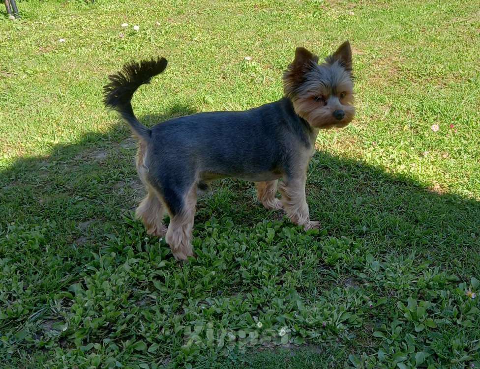 Собаки в Домодедово: Ищу подружку Мальчик, 1 000 руб. - фото 2