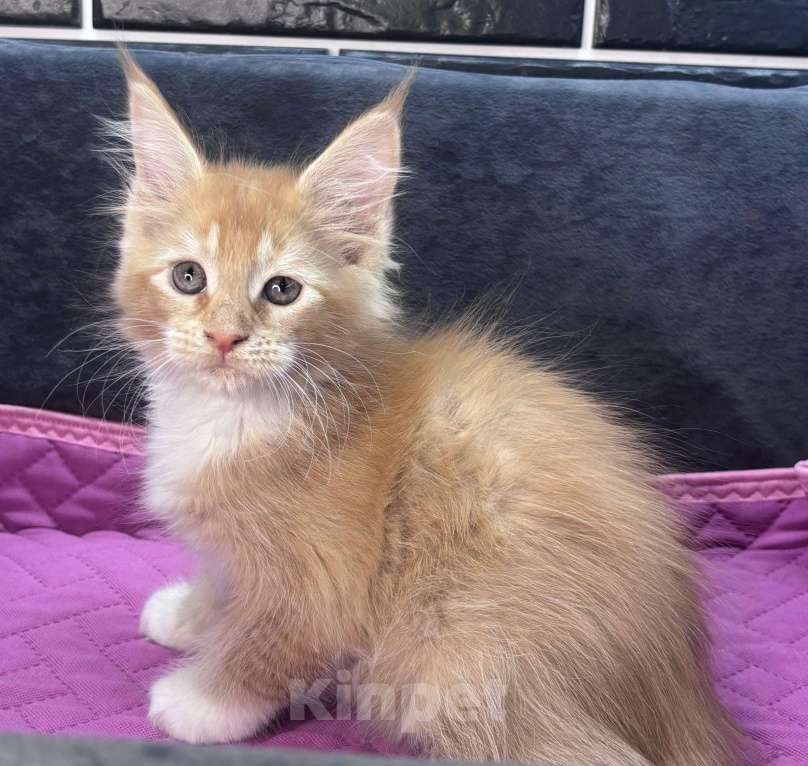 Кошки в Ростове-на-Дону: Девочка мейн-кун классика Девочка, 15 000 руб. - фото 2