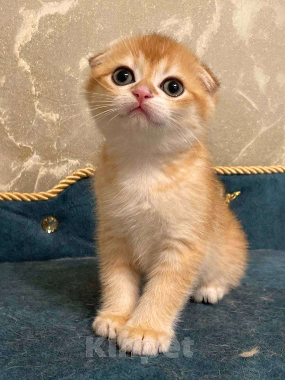 Кошки в Москве: Шотландский мальчик Мальчик, 50 000 руб. - фото 4