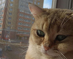 Кошки в Чебоксарах: Британский кот на вязку, 1 руб. - фото 6