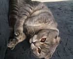 Кошки в Брянске: Вязка, 700 руб. - фото 1