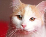 Кошки в Малоархангельске: Котик Белый, 77 руб. - фото 3