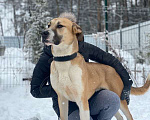 Собаки в Москве: Молодой алабай Малыш в дар Мальчик, Бесплатно - фото 3