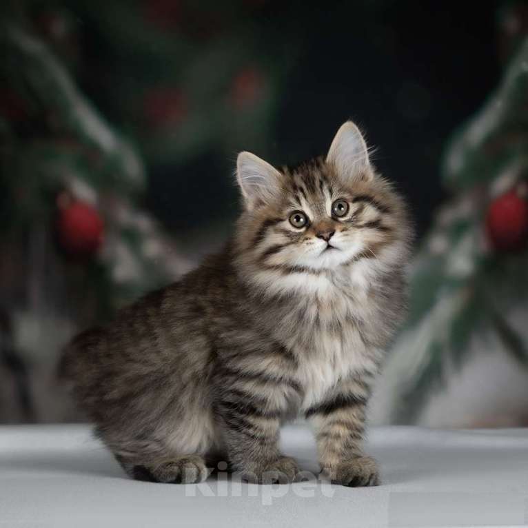 Кошки в Дедовске: Франческа-  Маленькая рысь у Вас дома! Девочка, 55 000 руб. - фото 4