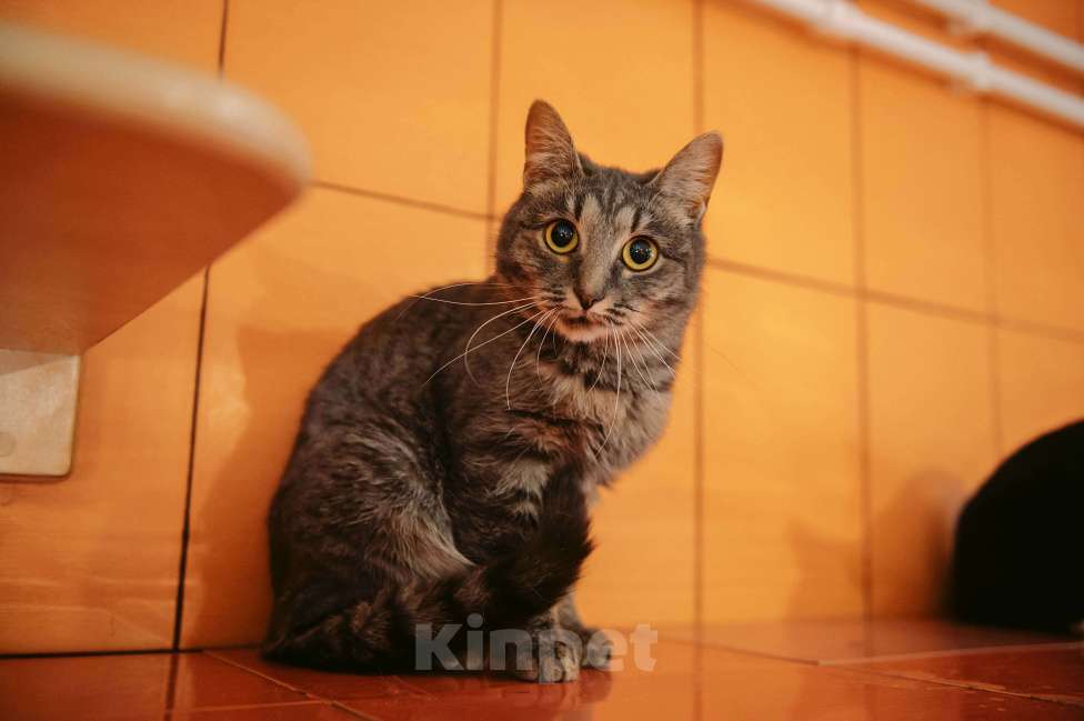 Кошки в других городах Московской области: Фея ищет семью Девочка, Бесплатно - фото 2