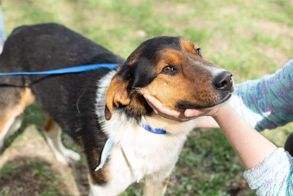 Собаки в Москве: Ньюи, просто самый классный пес Мальчик, Бесплатно - фото 2