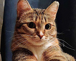 Кошки в Москве: Кошечка Оливка ищет дом Девочка, Бесплатно - фото 7