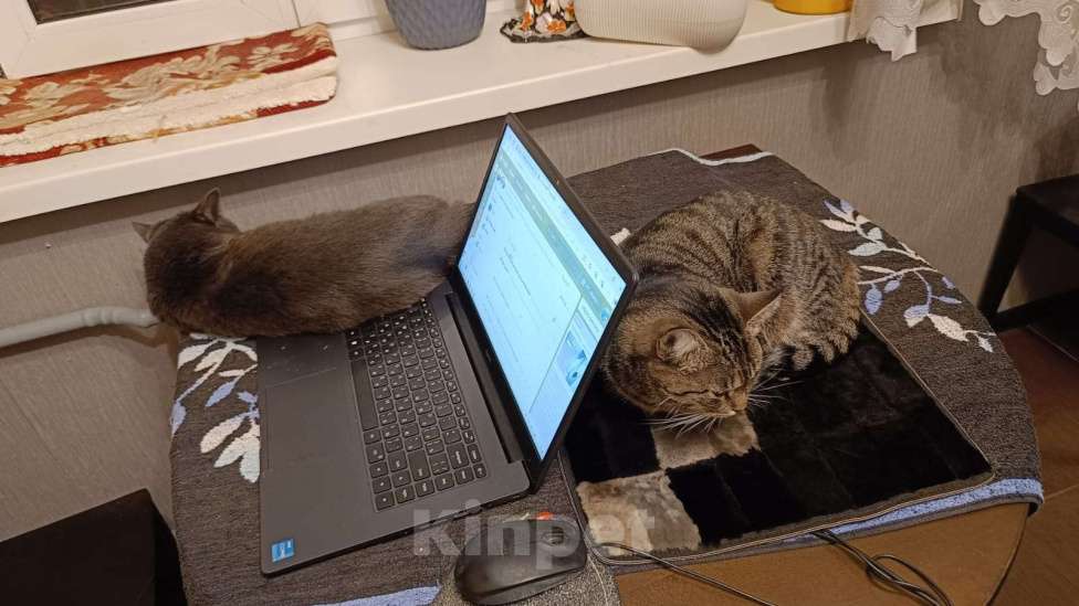 Кошки в Москве: Кошечка Люся ищет доброе сердце Девочка, Бесплатно - фото 3