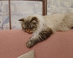 Кошки в Москве: Красивый мальчик, окрас- сил табби пойнт Мальчик, Бесплатно - фото 4