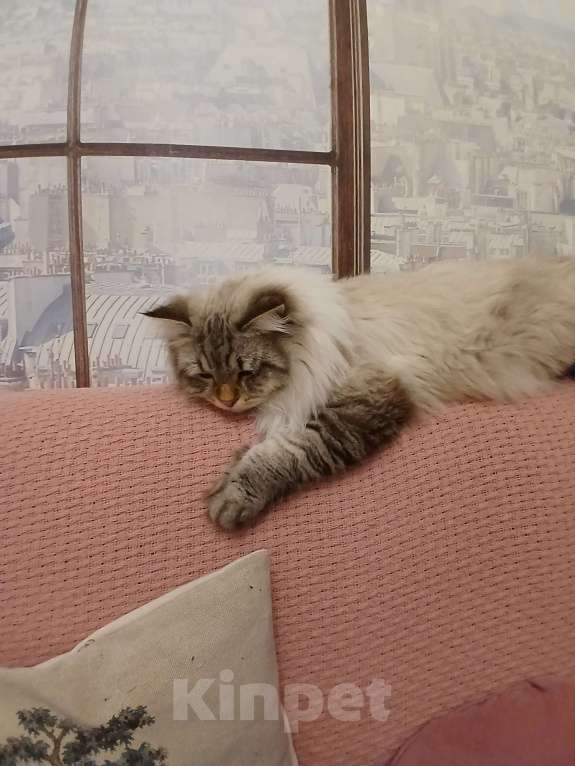 Кошки в Москве: Красивый мальчик, окрас- сил табби пойнт Мальчик, Бесплатно - фото 4