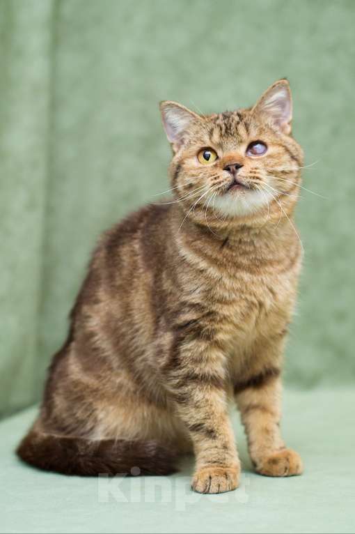 Кошки в Москве: Кения ищет дом Девочка, Бесплатно - фото 2