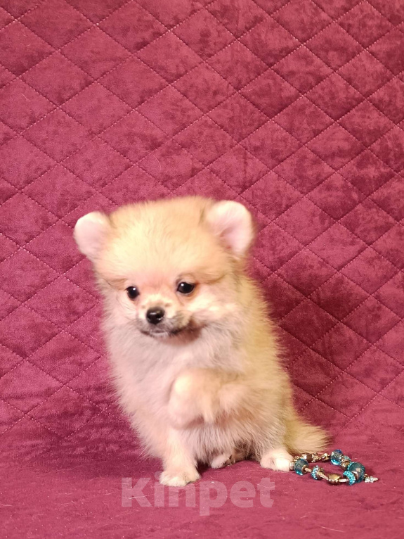 Собаки в Москве: Курносая мини малышка Девочка, 30 000 руб. - фото 6