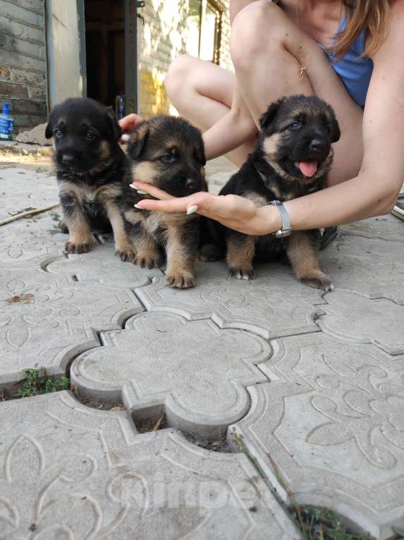 Собаки в Сальске: Щенки немецкой овчарки, 10 000 руб. - фото 1