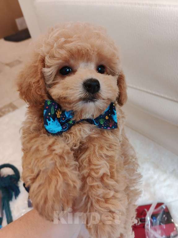 Собаки в Москве: Девочка мальтипу Ф1 с документами и прививками, невероятно милая , отлично выращенная. Девочка, 100 000 руб. - фото 4