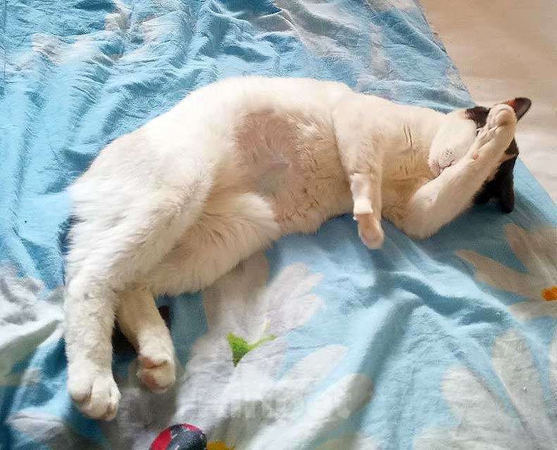 Кошки в Санкт-Петербурге: Зюфа ищет дом Девочка, Бесплатно - фото 5