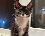 Кошки в Саранске: Котенок (девочка) ищет дом Девочка, Бесплатно - фото 3