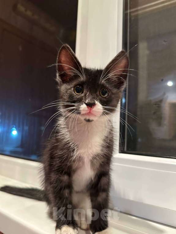 Кошки в Саранске: Котенок (девочка) ищет дом Девочка, Бесплатно - фото 3