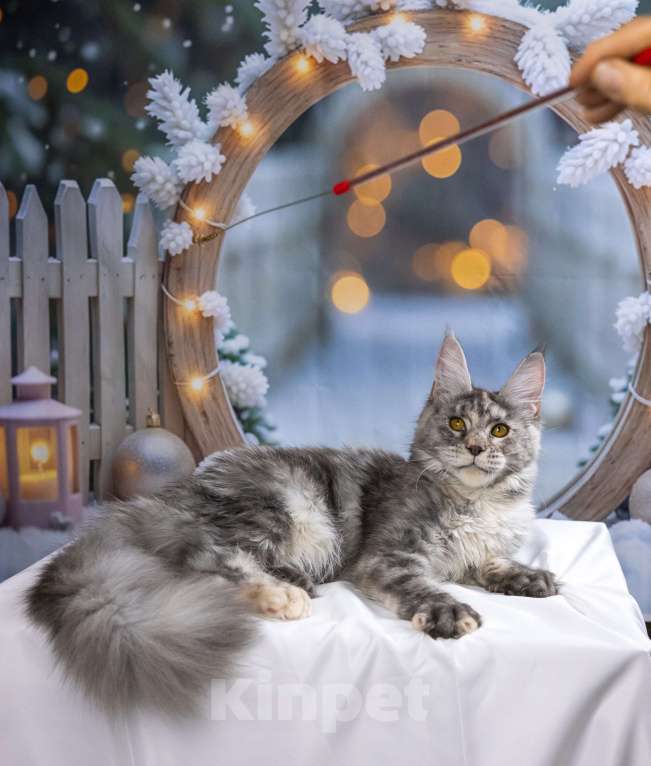 Кошки в других городах Ленинградской области: Мейн кун котенок Девочка, 35 000 руб. - фото 4