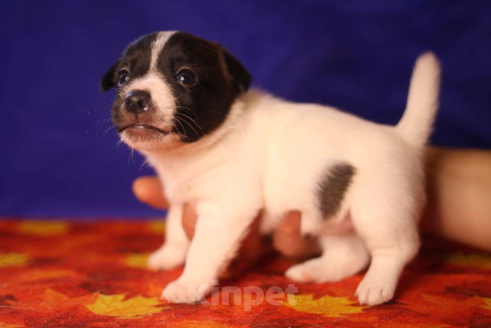 Собаки в Всеволожске: Щенок дрт девочка гладкая бело черная Девочка, 50 000 руб. - фото 5