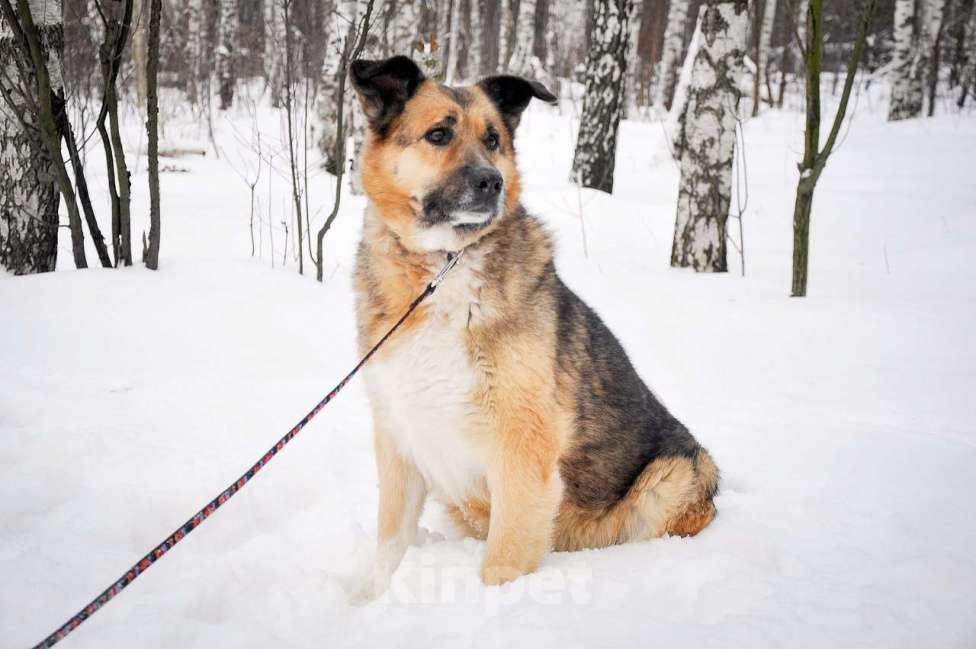Собаки в Москве: Пончо Девочка, Бесплатно - фото 2