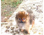 Собаки в Волгограде: Мальчики померанцы  Мальчик, 35 000 руб. - фото 1