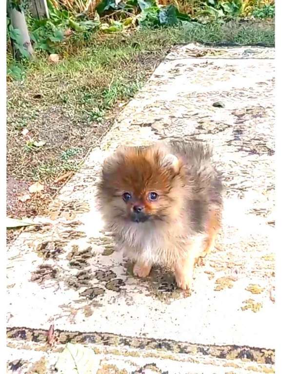 Собаки в Волгограде: Мальчики померанцы  Мальчик, 35 000 руб. - фото 1