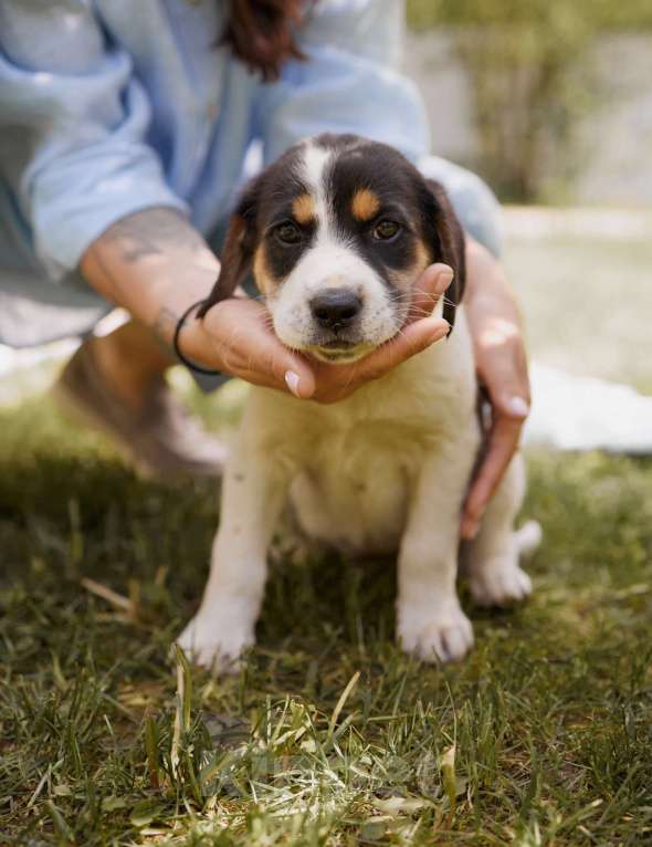 Собаки в Химках: чудесная Весточка в добрые руки   Девочка, Бесплатно - фото 1