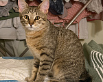 Кошки в Москве: Котёнок Фунтик Мальчик, Бесплатно - фото 2