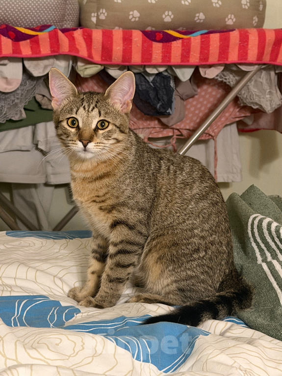 Кошки в Москве: Котёнок Фунтик Мальчик, Бесплатно - фото 2