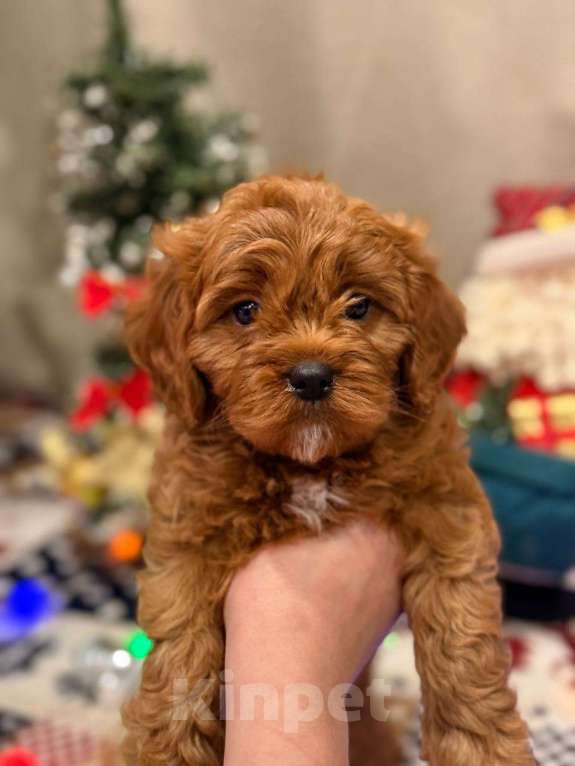 Собаки в Москве: Кавапу мальчик Мальчик, 85 000 руб. - фото 1