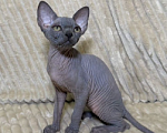 Кошки в других городах Московской области: Продам сфинкса с родословной Мальчик, 60 000 руб. - фото 8