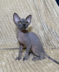 Кошки в других городах Московской области: Продам сфинкса с родословной Мальчик, 60 000 руб. - фото 8