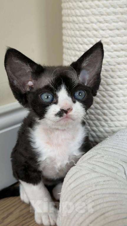 Кошки в Новосибирске: Девон Рекс, мальчик Мальчик, 120 000 руб. - фото 2
