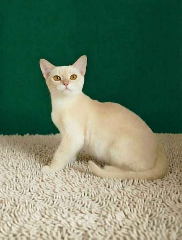 Кошки в Электростали: Бурма Мальчик, 75 000 руб. - фото 4