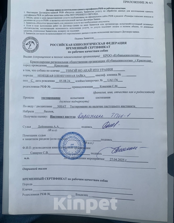 Собаки в Москве: Ненецкая оленегонная лайка. Сука Урания. Девочка, 70 000 руб. - фото 7