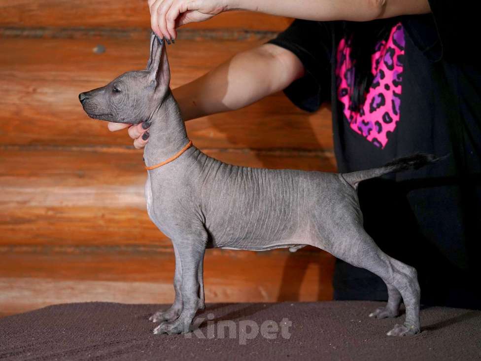 Собаки в Александрове: Щенки Ксолоитцкуинтли стандартного размера  Мальчик, 70 000 руб. - фото 2