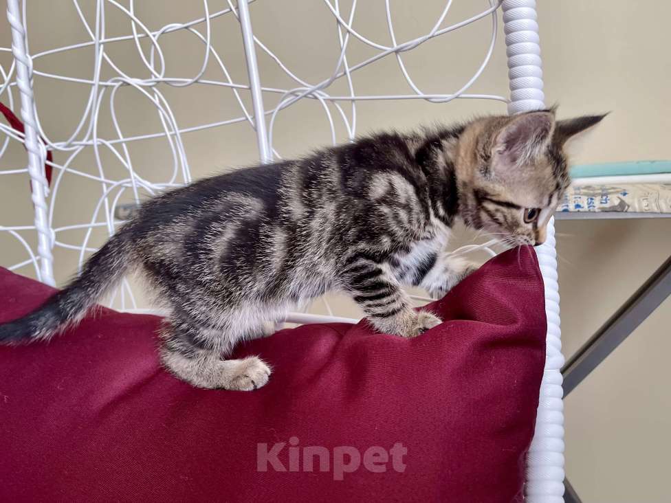 Кошки в других городах Московской области: Кошечка девочка шотландская (помесь) Девочка, 2 000 руб. - фото 2