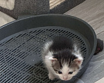 Кошки в Воронеже: Разноцветный Мальчик, Бесплатно - фото 3