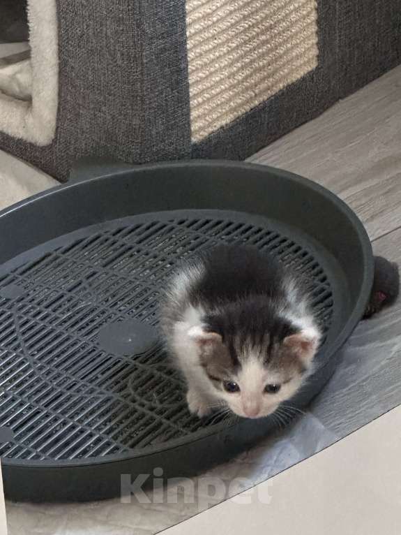 Кошки в Воронеже: Разноцветный Мальчик, Бесплатно - фото 3