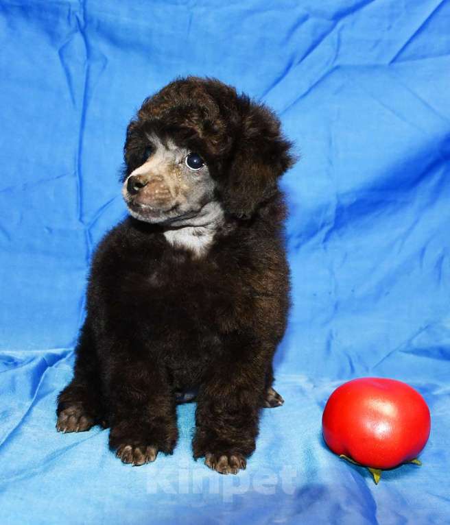 Собаки в Долгопрудном: Щенок пуделя миниатюрный серебристый Джентли Борн Рикки  Мальчик, 75 000 руб. - фото 4