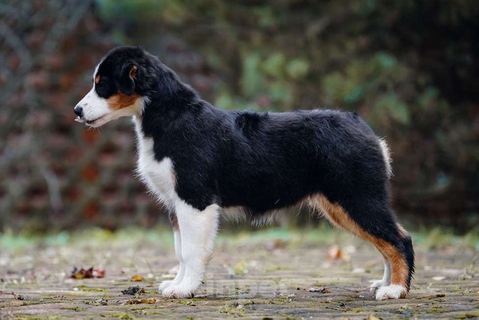Собаки в Звенигороде: Аусси девочка Девочка, 40 000 руб. - фото 5