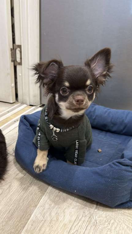 Собаки в Челябинске: Щенки Чихуахуа  Мальчик, Бесплатно - фото 3