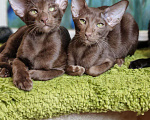 Кошки в Москве: Ориентальные котята привитые клубные Девочка, Бесплатно - фото 5