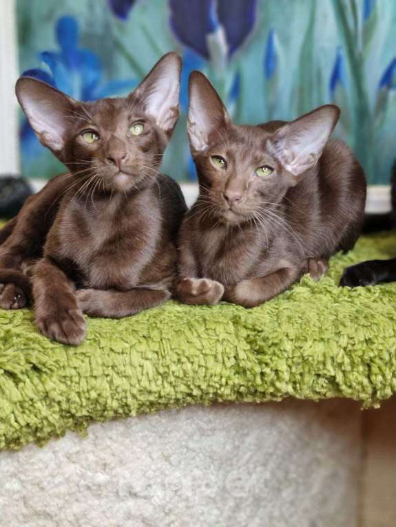 Кошки в Москве: Ориентальные котята привитые клубные Девочка, Бесплатно - фото 5