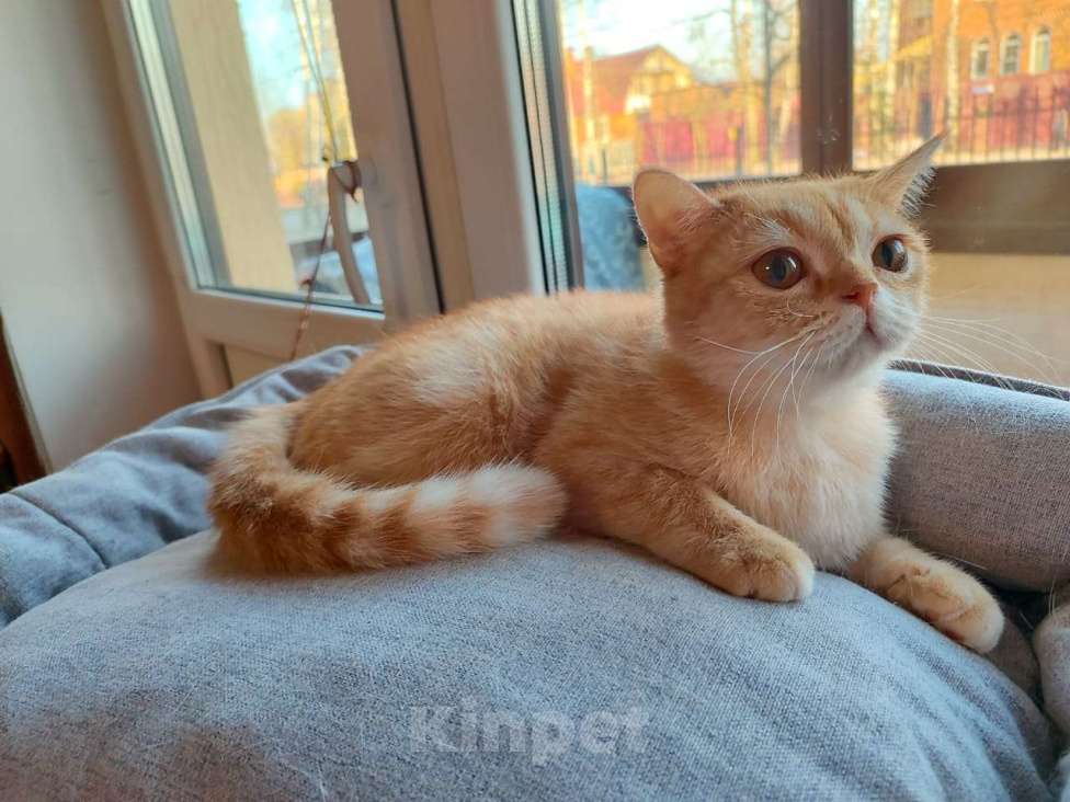 Кошки в Москве: Британцы Девочка, 15 000 руб. - фото 2