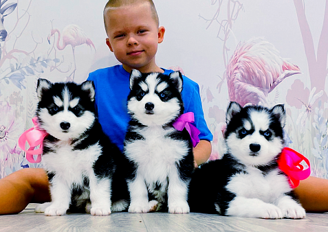 Хаски Щенки Разных окрасов